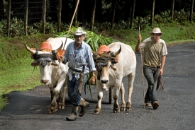 Man Walking his Cattle along the street Costa Rica