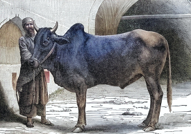 Man with an Ox of the Bishopric colorized historical illustratio