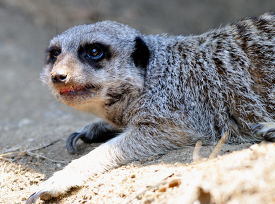 meerkat closeup with mouth open shows teeth