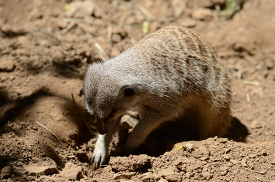 meerkat digging a hole in the ground