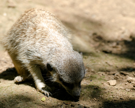 meerkat head down 0503