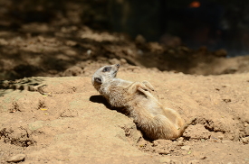 meerkat lays on back in the dirt