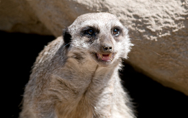 meerkat looking angry shows teeth