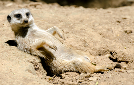 meerkat on back resting in dirt