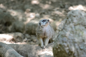 meerkat resting in large rocks