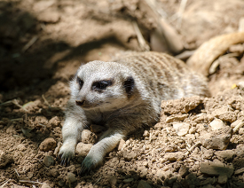 meerkat resting with front paws stretched out
