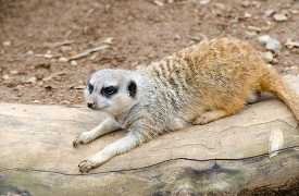 meerkat sitting on a log picture 3749