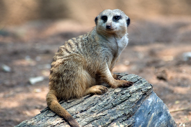 meerkat sitting on tree stump