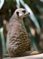 meerkat sitting with head turned to side