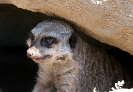 meerkat under a rock