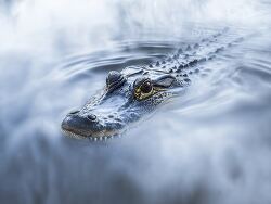 Mist surrounds the alligator as it swims calmly only its head vi