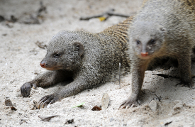 mongoose lays in the sand shows off its long claws