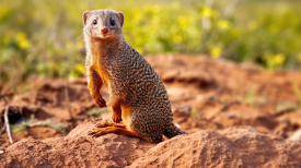 mongoose perched on a rock looking for food