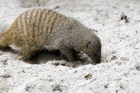 mongoose used claws to digs in the sand