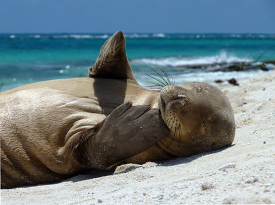 Monk seal laying on the sand
