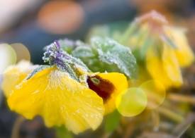 morning ice on yellow pansy flower with sunlight in background