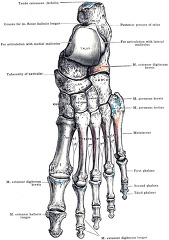 Morris human anatomy Bones of the Left Foot
