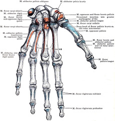 Morris human anatomy Bones of the Left Hand