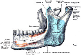 Morris human anatomy mandible lateral view