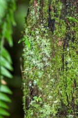 Moss on a Tree in the Cloud Forest in Costa Rica