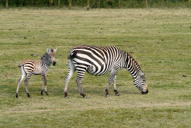 mother and baby zebra in kenya africa