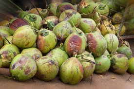 mound of fresh raw coconuts in langawi malayasia