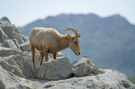 mountain goat high in mountains