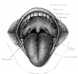 mouth cavity human anatomy