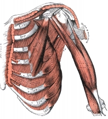 muscles of dorsum of the scapula human anatomy