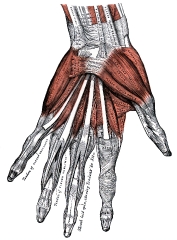 muscles of the hand human anatomy
