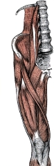 muscles of the iliac and anterior femoral region human anatomy