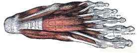 Muscles of the sole of the foot human anatomy