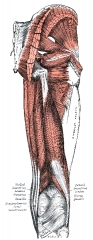 muscles-of-the-gluteal-and-posterior-femoral-region-human-anatomy