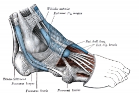 muscous sheaths of tendons around ankle human anatomy