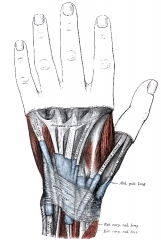 muscous sheaths of tendons on front of wrist and digits human an