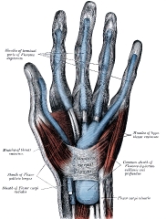 muscous sheaths of tendons on front of wrist human anatomy