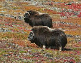 musk ox hoofed mammal of the family Bovidae Native to the Arctic