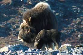 musk ox with calf