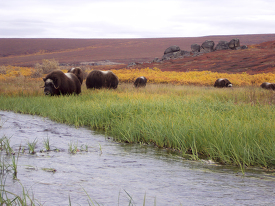 Muskoxen on the river at Serpentine Hot Springs