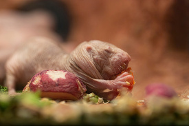 Naked Mole rat