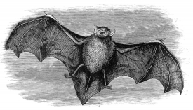 New Zealand Bat