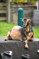 Nigerian dwarf goat at kids farm