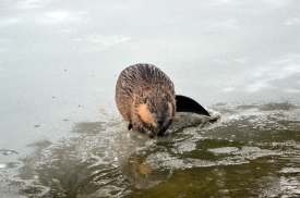 north american beaver on lake edge