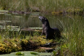 northern river otter on shoreline