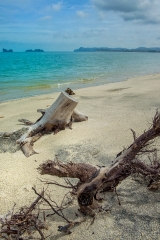 old tree on beach langkawi malaysia