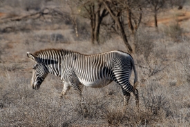 one Grevys zebra africa 09