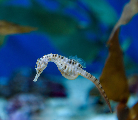 one Pot bellied seahorse photo