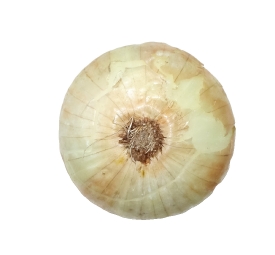 onion photo object image
