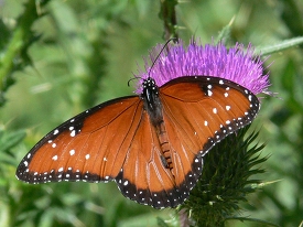 orange black white spotted butterfly