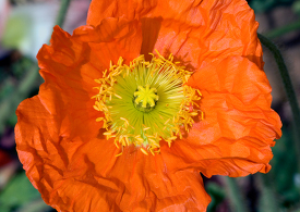 orange iceland poppy flower